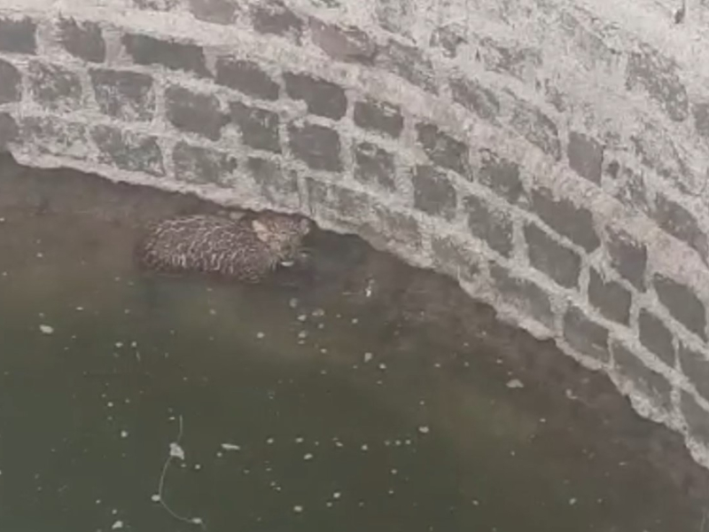 Leopard rescued after falling into well in western India