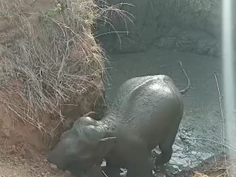 Female elephant safely rescued hours after falling into well in eastern India