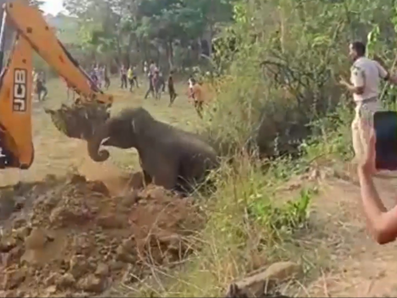 Elephant falls into open well in eastern India, rescued