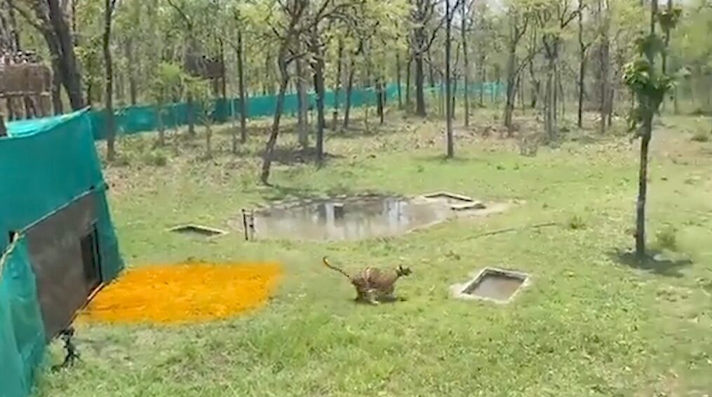 Tigers released into reserve after being captured in western India