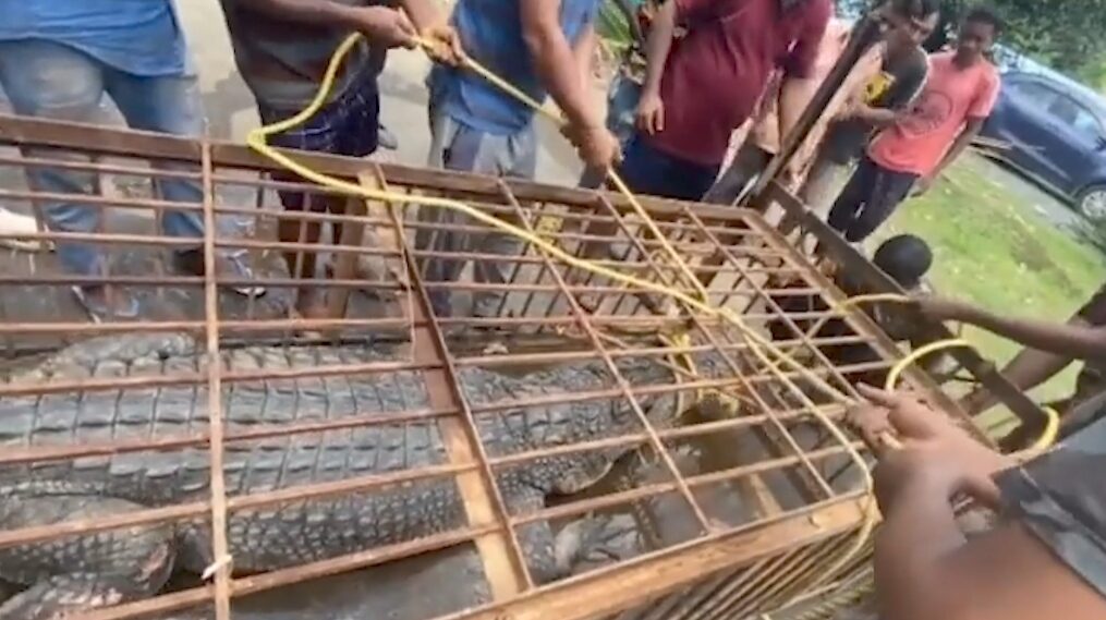 Massive four-meter-long crocodile captured in southern India