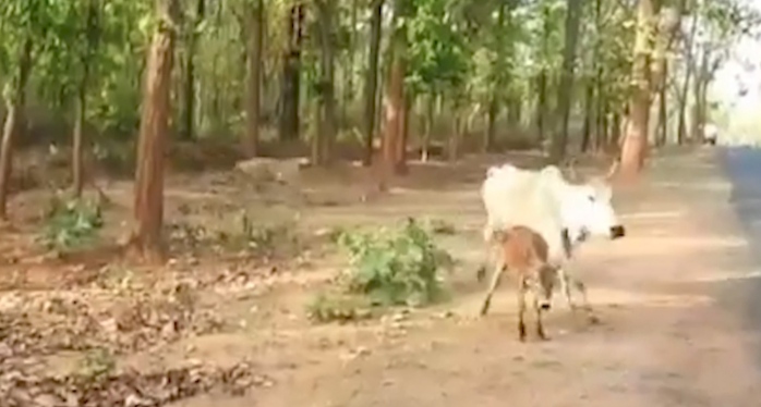 Tiger ambushes cow herd, attacks cattle in central India