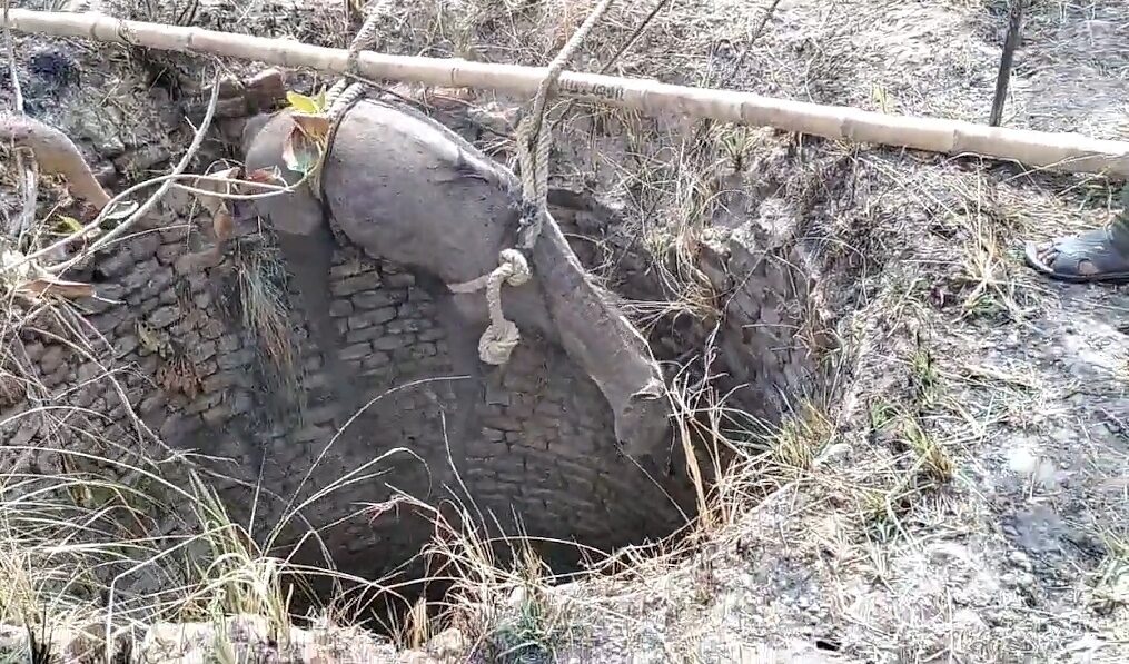 Nilgai rescued after it fell into well in northern India