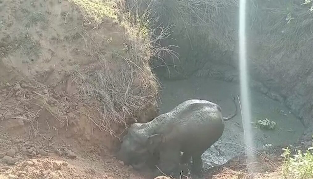 Female elephant safely rescued hours after falling into well in eastern India