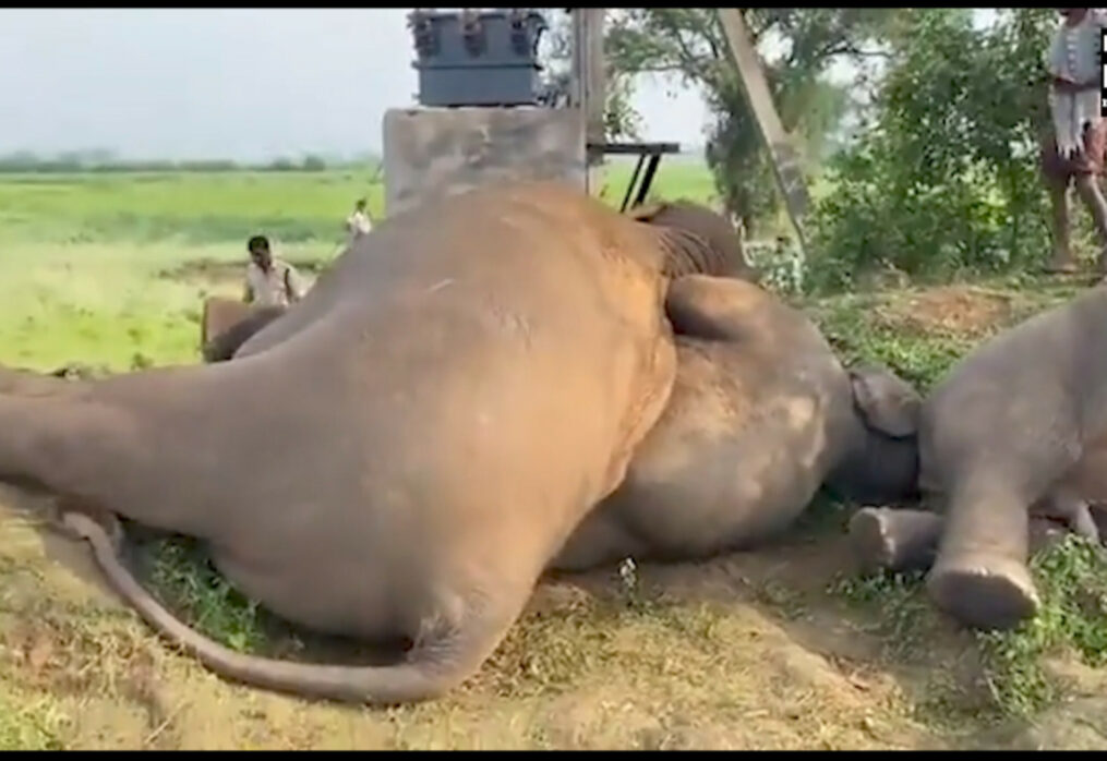 Four elephants lose their lives after being electrocuted in southern India