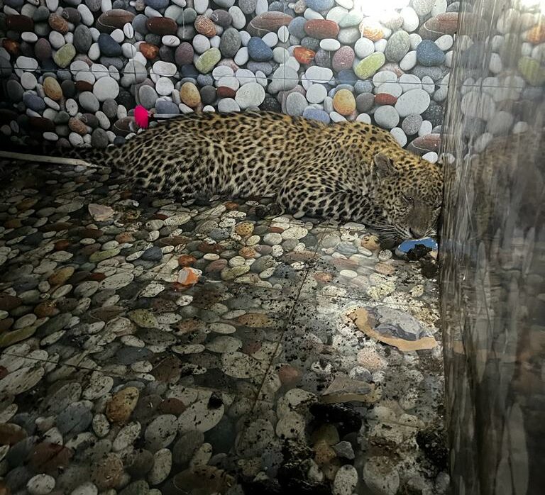 Leopard rampage: Two injured after big cat strays into home in northern India