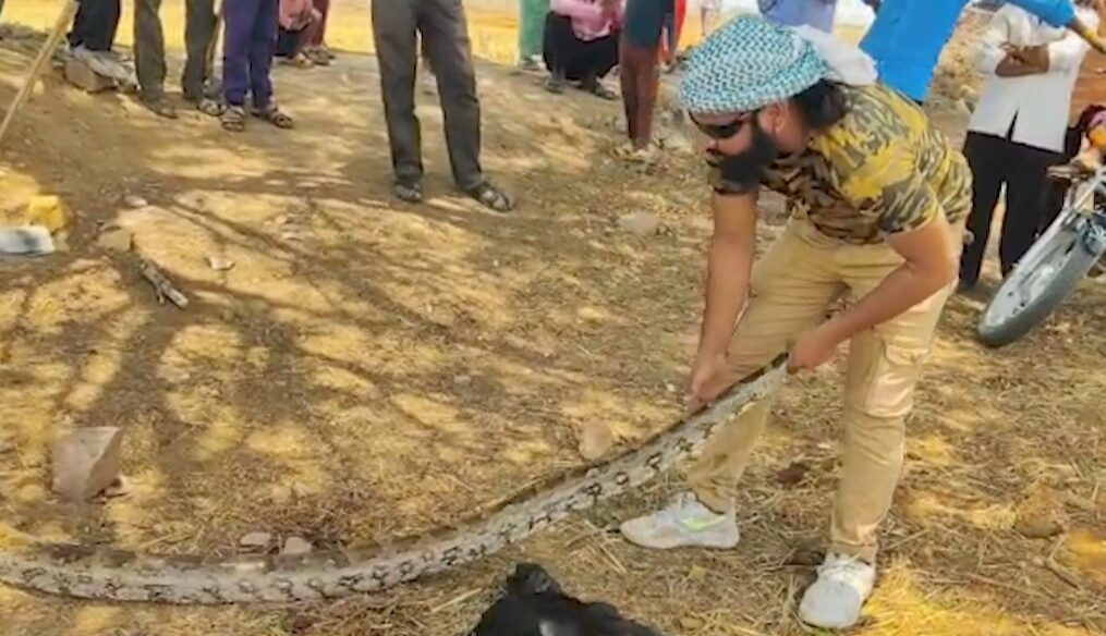 Massive python kills goat in central India, captured