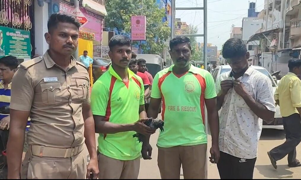 Brave firemen rescue crow trapped in tree in southern India