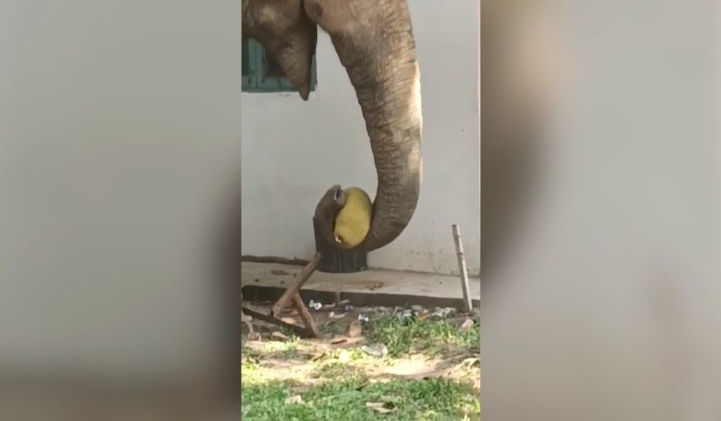 Elephant tackles tree for jackfruit in northeastern India