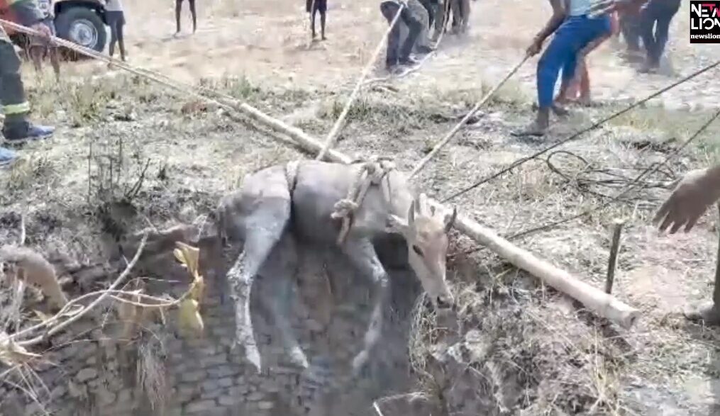 Nilgai rescued after it fell into well in northern India