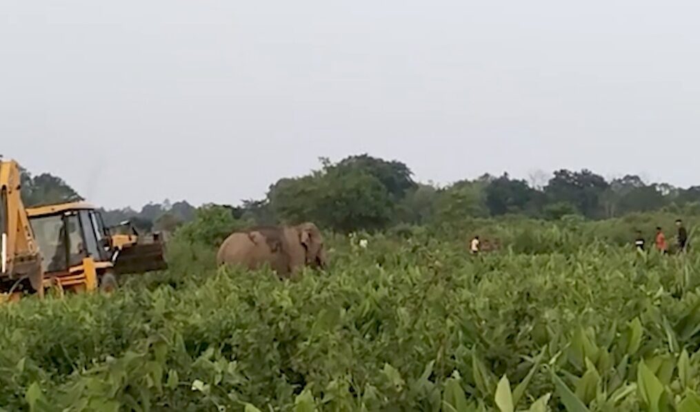 Excavator chases away elephant from tea estate in northeastern India