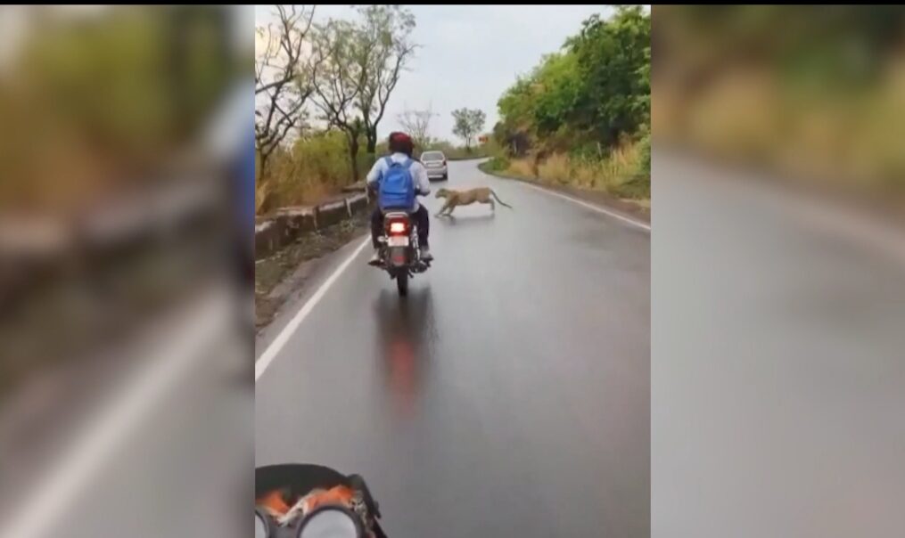 Bikers have close encounter with leopard in western India