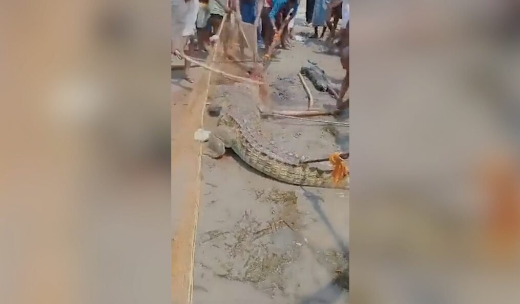 Crocodile beaten to death by villagers after it takes away 11-year-old boy in northern India