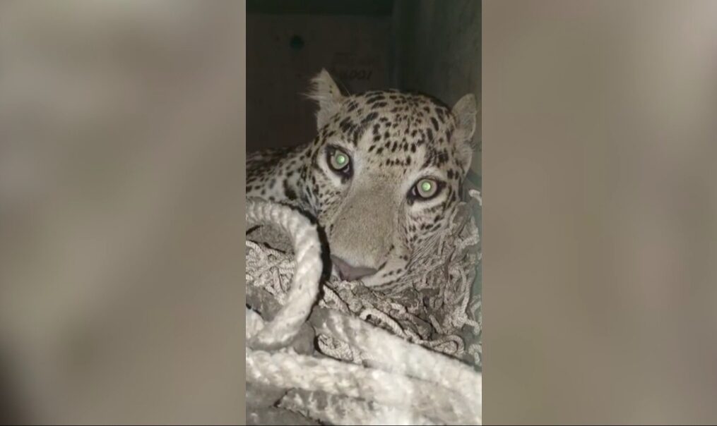 Leopard strays into house in central India, locals rescue child trapped inside
