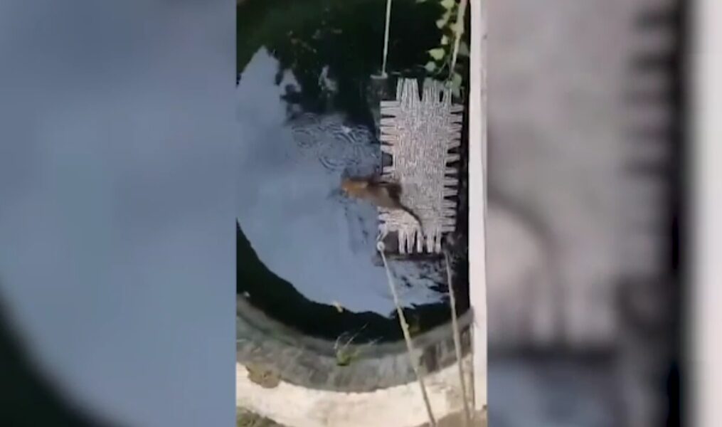 Leopard rescued after it falls into well in western India