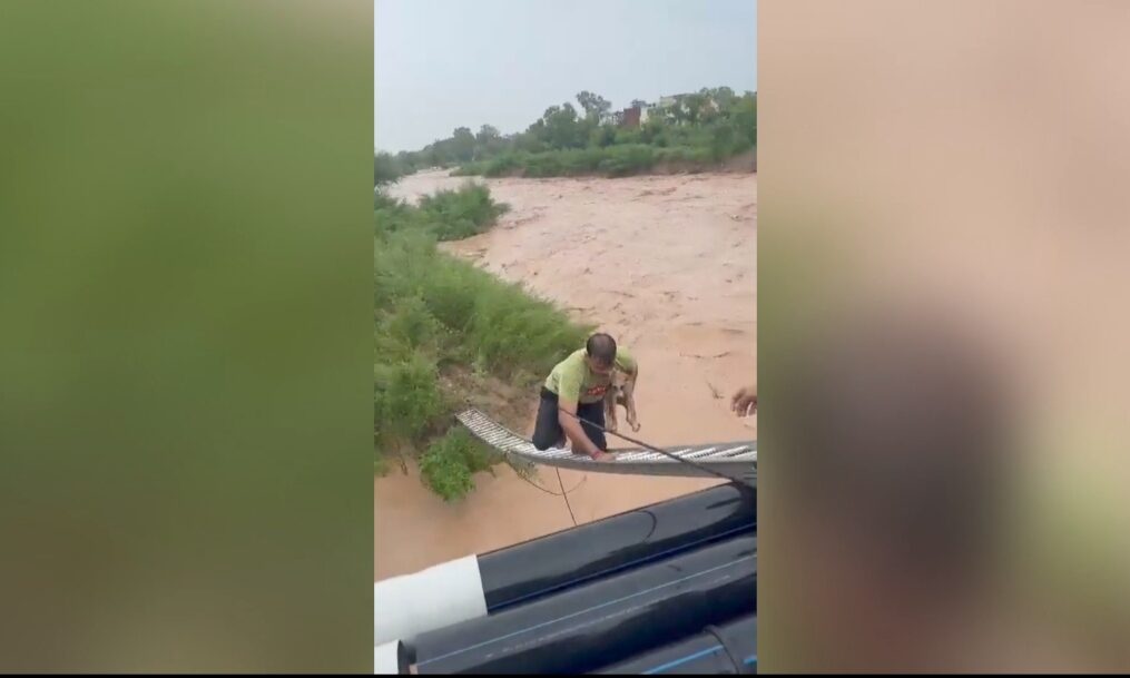 Police, firefighters come to the aid of puppy stranded due to heavy rainfall in northern India