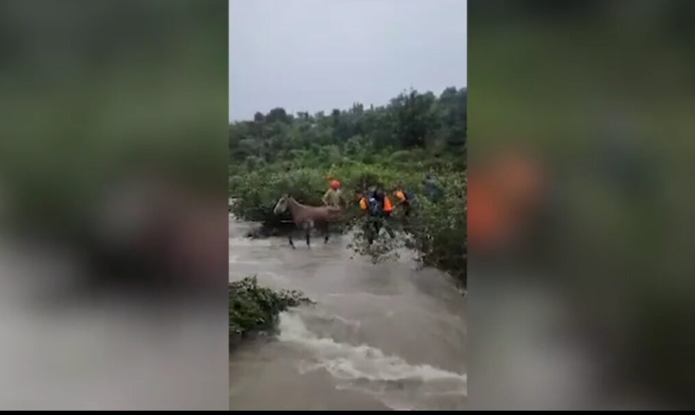 SDRF team rescues stranded cattle amidst flood in northern India