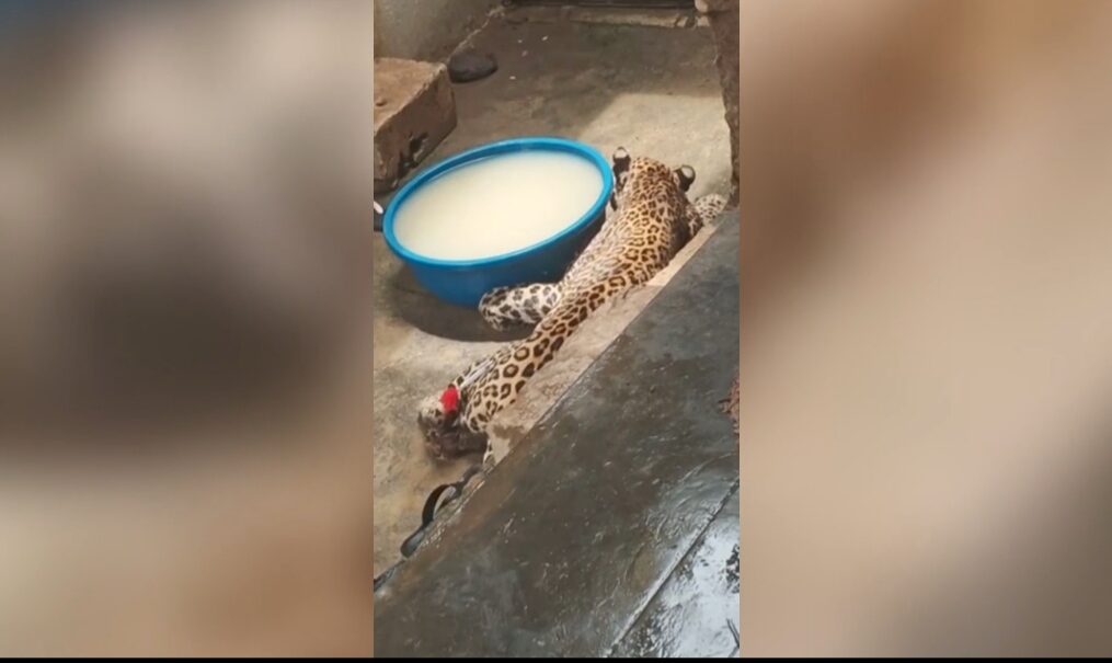 Leopards enter residential area in western India, rescued