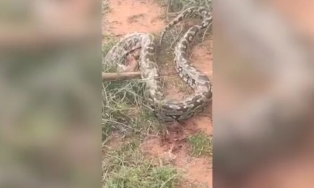 Giant python attacks goat in southern India