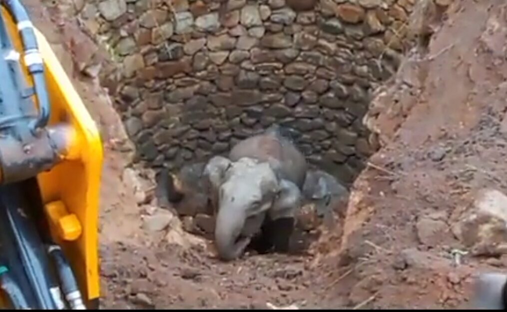 Elephant falls into open well in eastern India, rescued