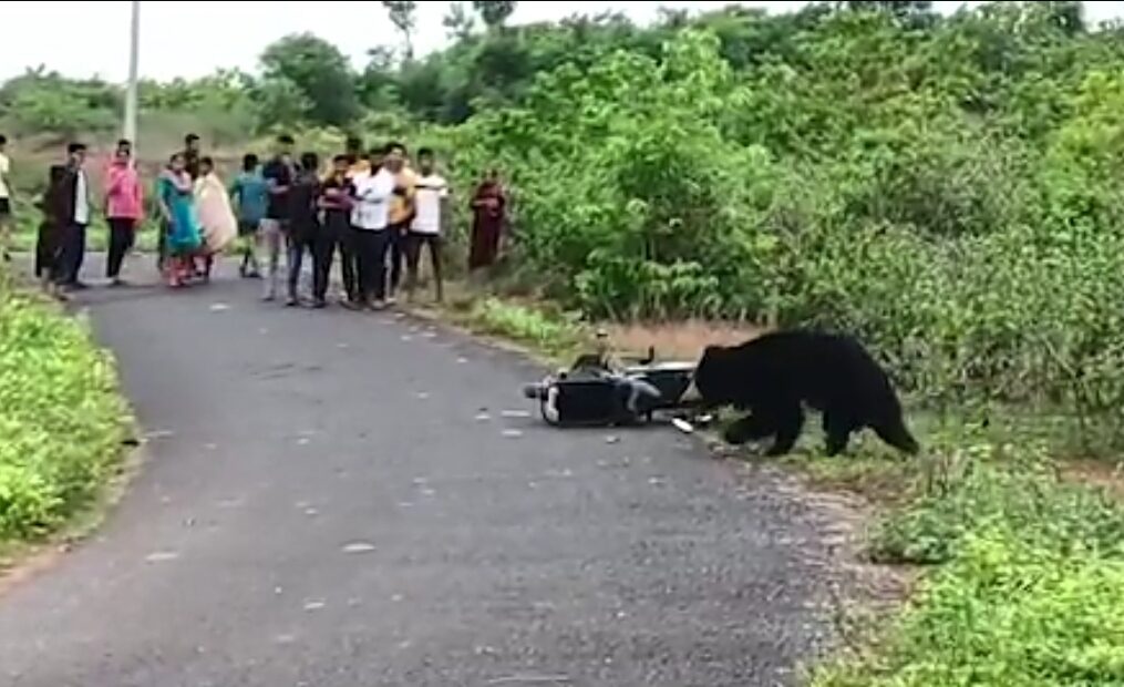 Wild bear roams around in circles roadside in southern India