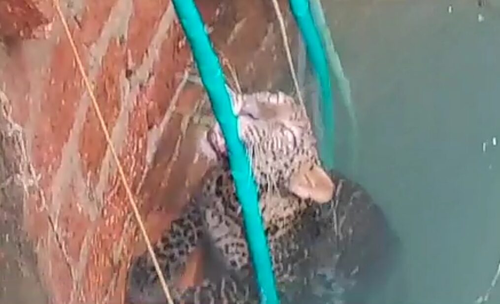 Leopard rescued after it fell into well in western India