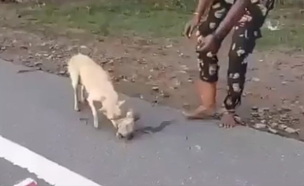 Loyal dog leads rescue teams to her trapped pups amidst flood chaos in southern India