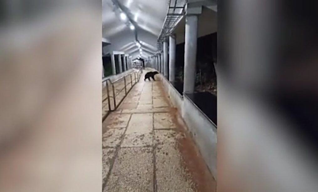 Bear spotted at pedestrian trail in temple in southern India