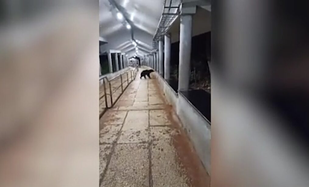 Bear spotted at pedestrian trail in temple in southern India
