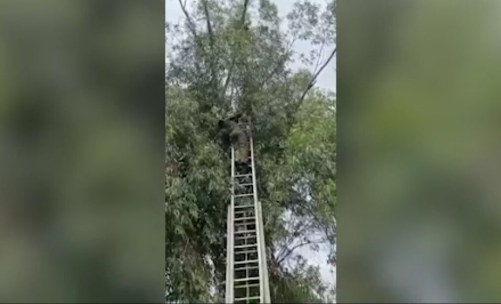 Fire brigade official rescues bird trapped on a tree in northern India