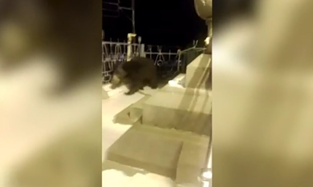 Bear strays into temple at night in southern India