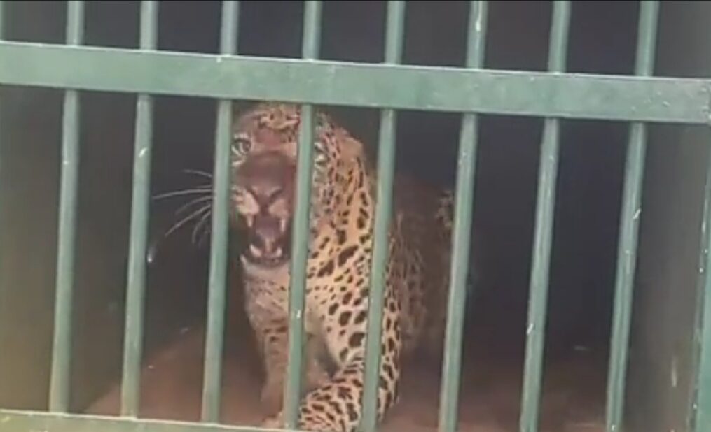 Leopard which attacked six-year-old, captured in southern India