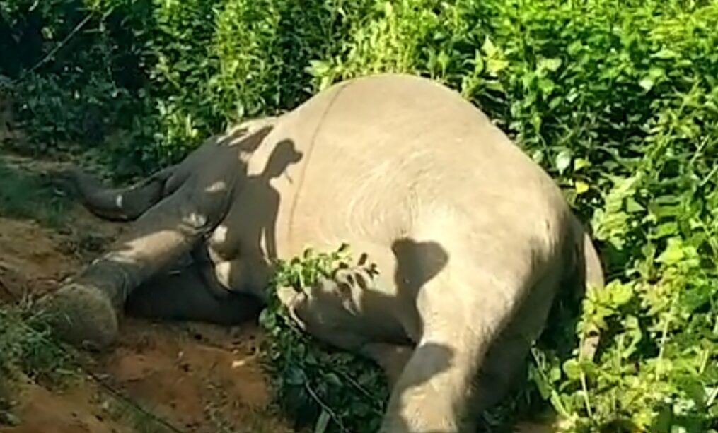 Fatal electric shock claims elephant’s life in southern India, farmer also killed in the tragedy