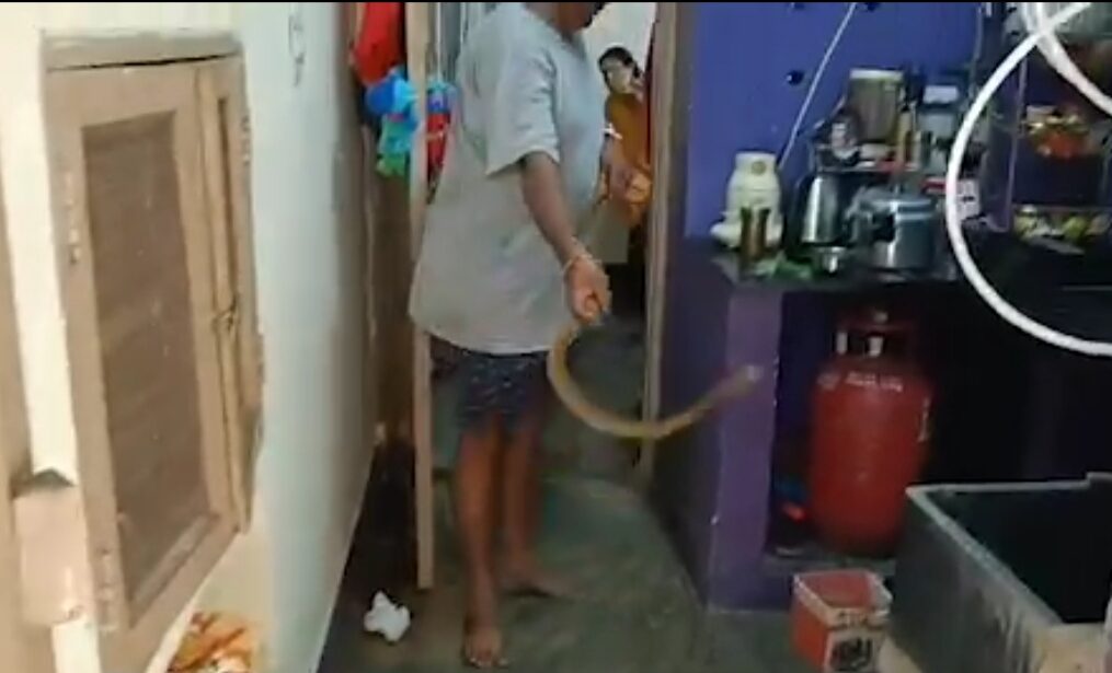 Man catches snake from kitchen in southern India