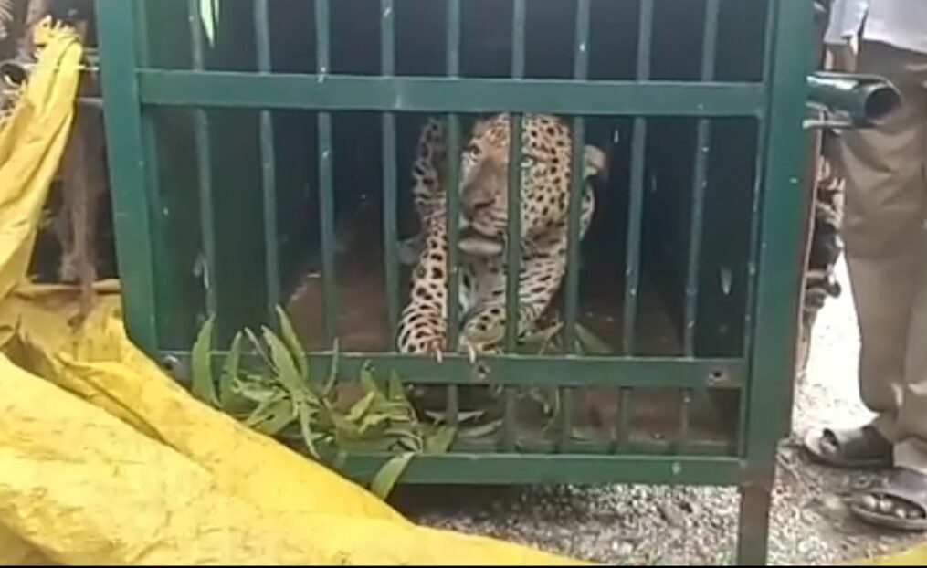 Leopard caught after it strayed near religious shrine in southern India
