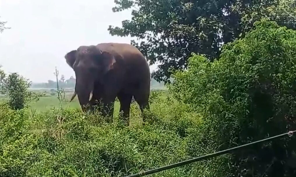 Elephant wrecks havoc on National Highway, breaks part of bus in southern India