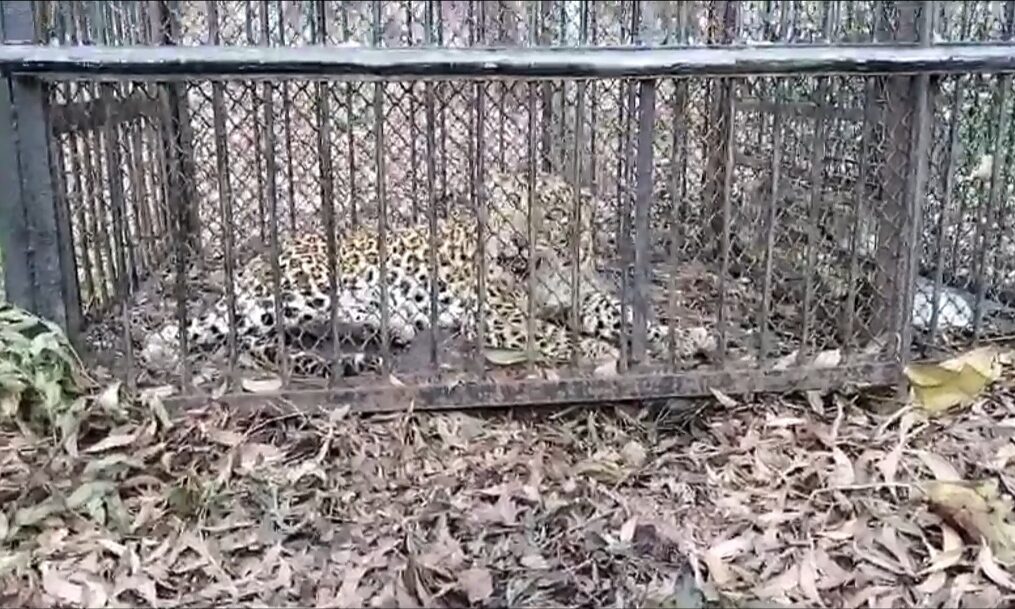 Leopard captured after it strayed near temple in southern India