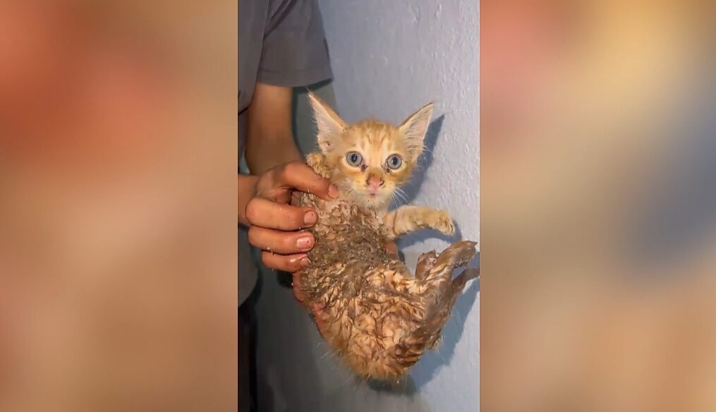 Animal rescuer rescues kitten trapped in drain pipe in southern India