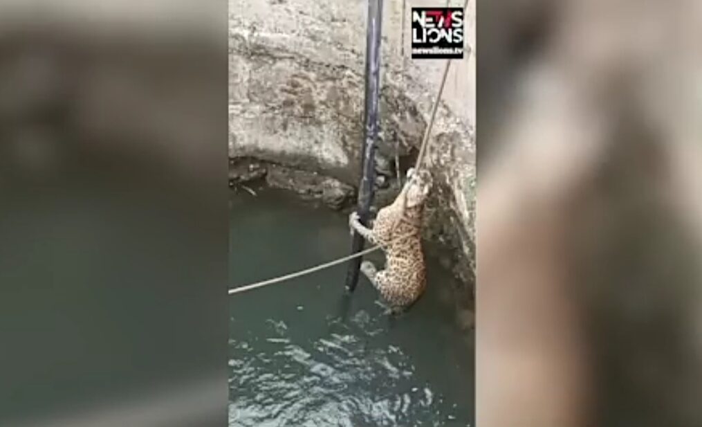 Leopard falls into open well in western India, rescued