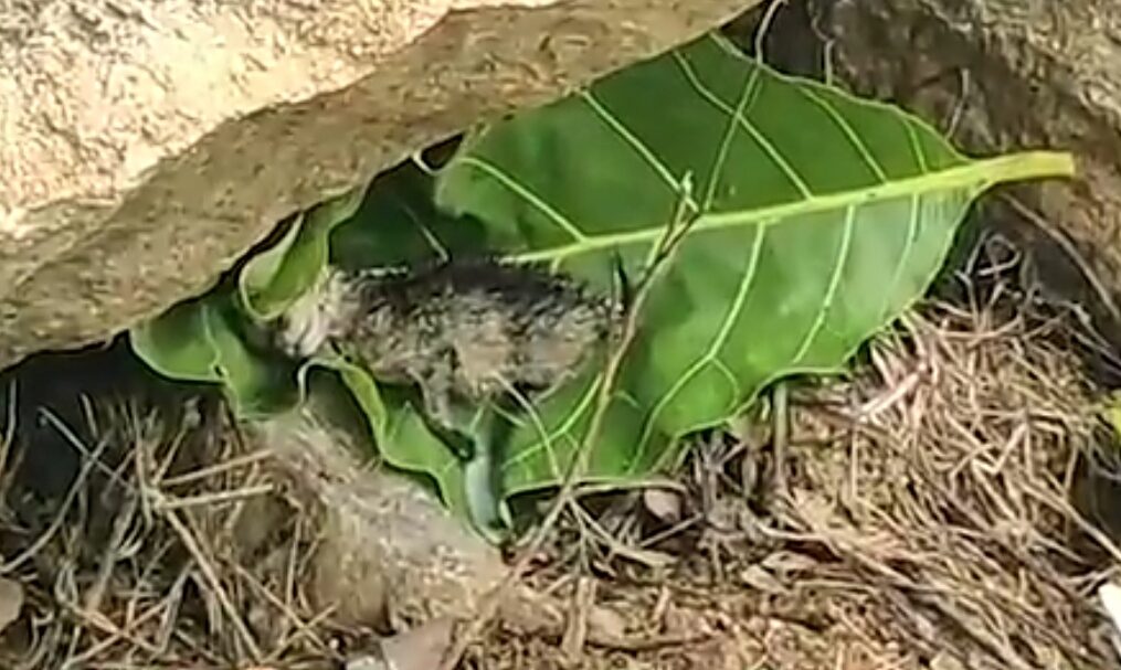 Officials rescue tiger cub in southern India after leopard carries one away