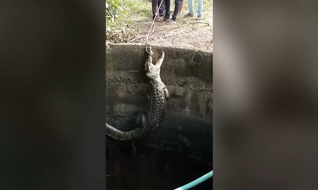 Crocodile rescued after it fell into well in central India