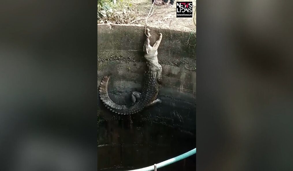 Crocodile rescued after it fell into well in central India