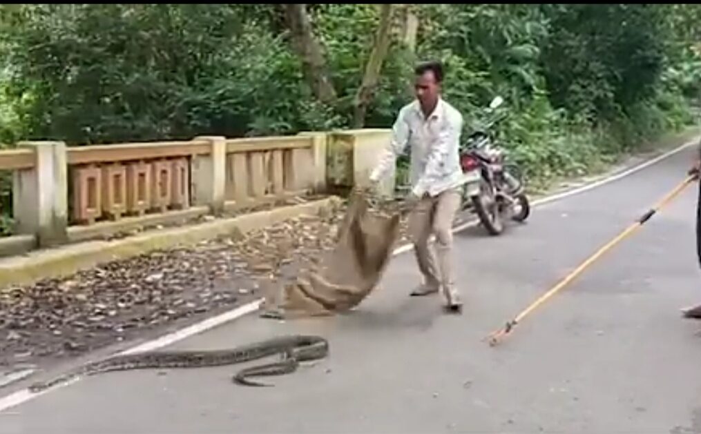 10-feet long python captured after it enters house in northern India
