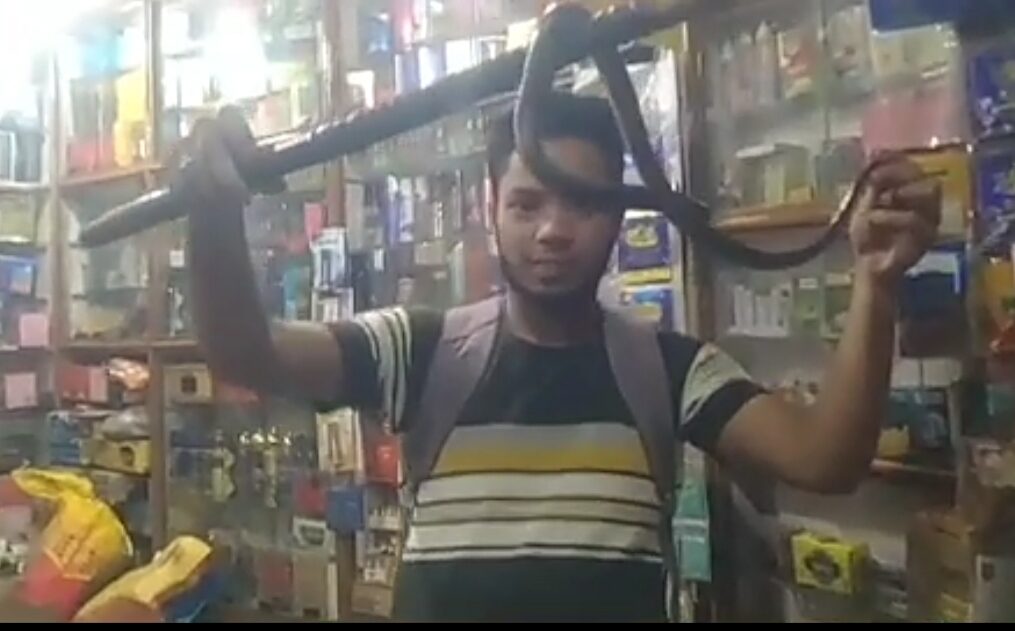 Cobra caught from tobacco shop in central India