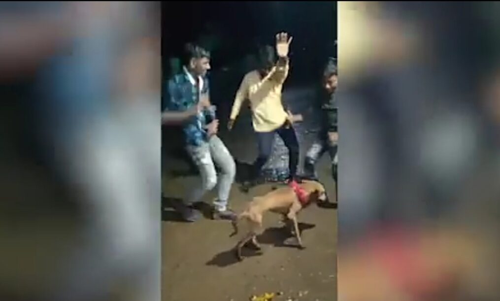 Dog revels in festivities with dance moves in southern India