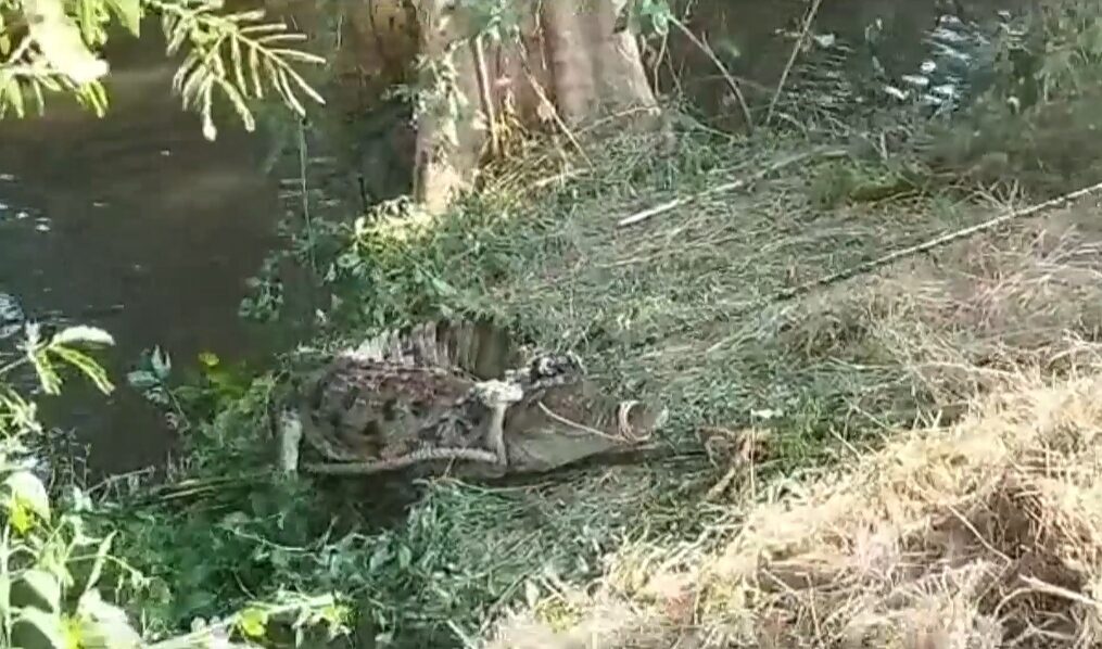 Crocodile bobs out of flooded drain in central India,rescued