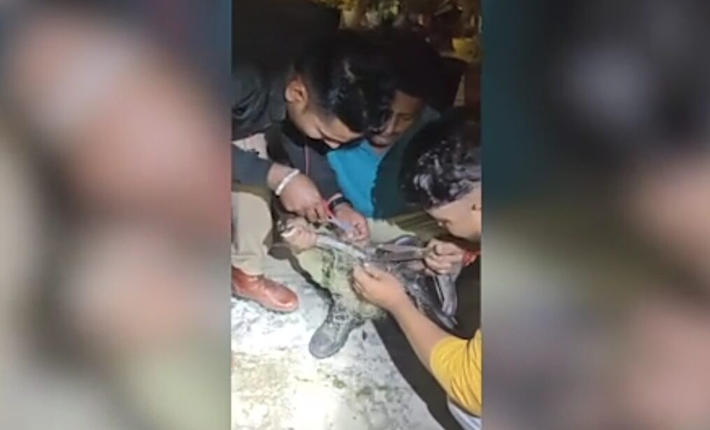 Snake gets entangled in fishing net after venturing into pond in northern India, forest officials come to rescue