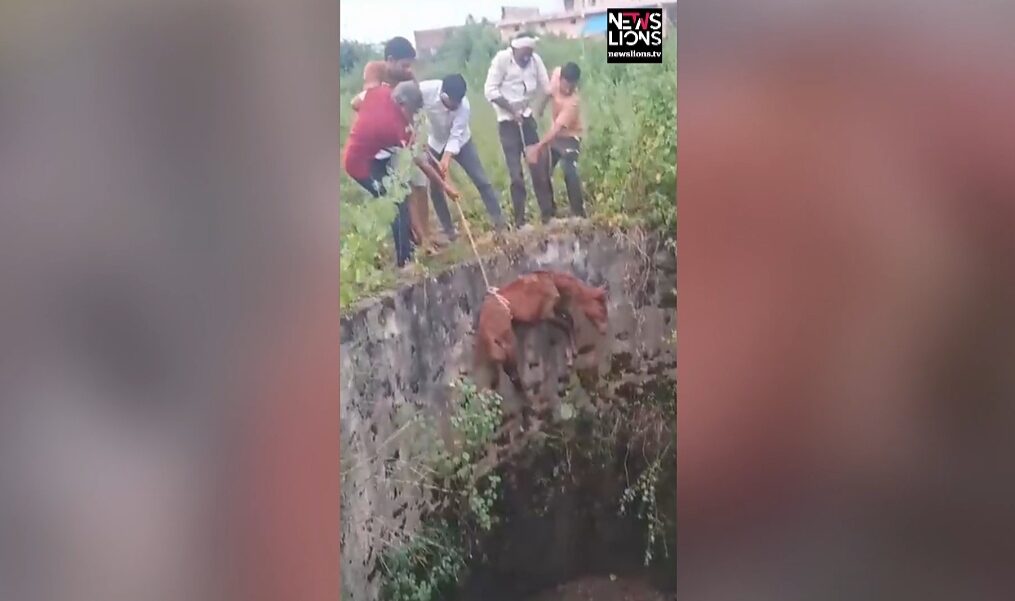Horse rescued in central India after it fell into well
