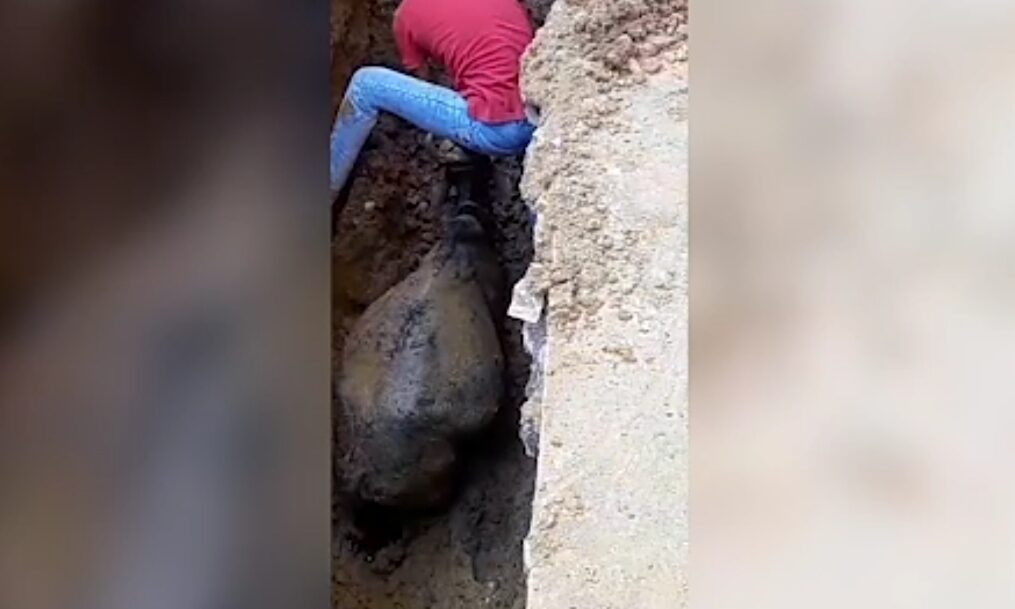 Cow rescued after it falls into under-construction sewer line in central India