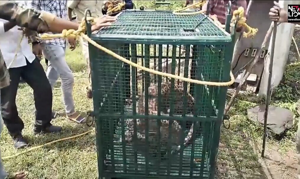 Officials rescue leopard from 30-feet-deep well in western India